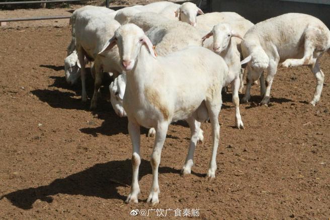 动物 羚羊 牛 690_460
